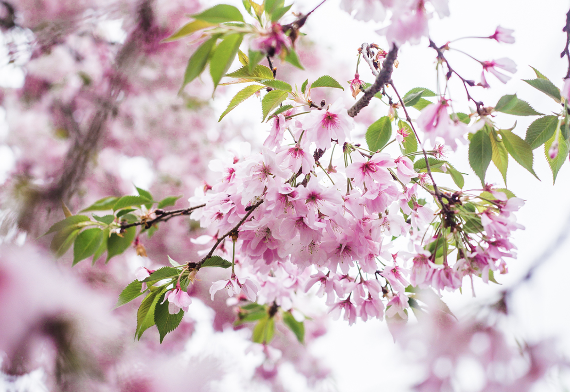 比京都还浪漫？2025费城樱花节全攻略，等你来赴约！